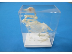 鸽骨骼标本