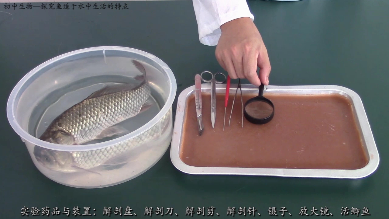 解剖鱼的实验步骤图片图片