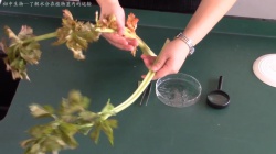 观察水分在植物茎内的运输