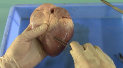 解剖猪的心脏